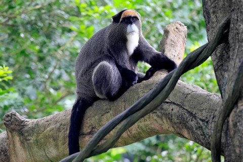 Brazzamere cat (Cercopithecus neglectus), adult, sitting, on tree, alert, Central Africa