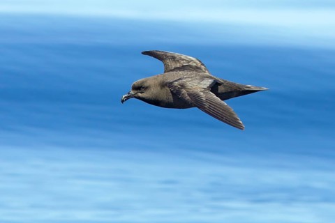 Great-winged Petrel (Pterodroma macroptera) flying, Victoria, Australia