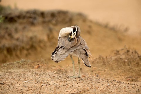 Great Stone-curlew (Esacus recurvirostris) preening, perched on the ground, Bundala National Park,