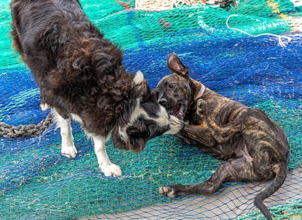 Playful dogs fight on fishermen's nets in the port of Cala Figuera, Majorca, Spain