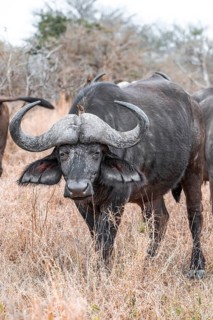 Cape buffalo (Syncerus caffer caffer) with yellowbill oxpecker (Buphagus africanus), Kruger