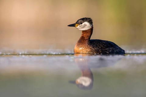 Red-necked Grebe (Podiceps grisegena), Poland