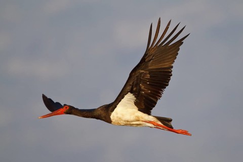 Black Stork (Ciconia nigra) flying, Greece
