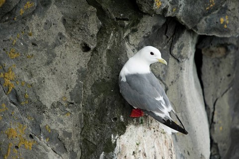 Red-legged Kittiwake (Rissa brevirostris), Alaska, USA