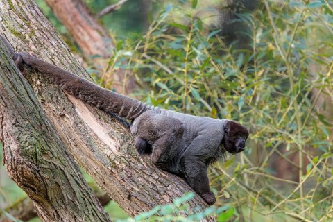 A brown woolly monkey (Lagothrix lagothricha) sits in a tree, secured by its prehensile tail that