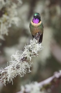 Amethyst-throated Sunangel (Heliangelus amethysticollis) perched on a branch in Bolivia, South
