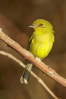 Ochre-lored Flycatcher (Tolmomyias flaviventris) perched on a branch in the grasslands of Guyana
