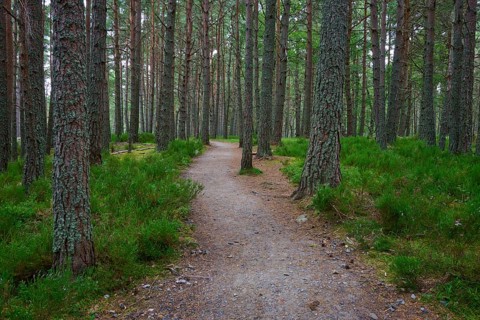 A narrow path leads through a quiet forest with tall trees and green undergrowth, Loch Garden,