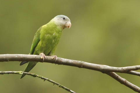 Grey-cheeked Parakeet (Brotogeris pyrrhoptera), Ecuador