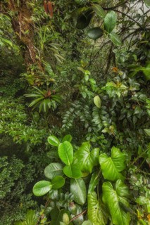 Cloud forest are characterized by epiphytes, which are plants that grow on other plants. Nowhere is