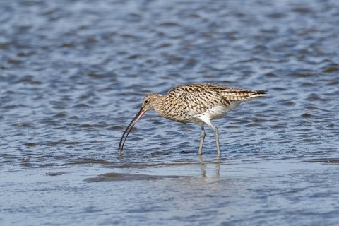 Curlew (Numenius arquata), adult bird, wader, feeding on the shoreline at low tide, North East