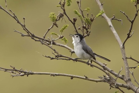 Tropical Gnatcatcher (Polioptila plumbea), Ecuador