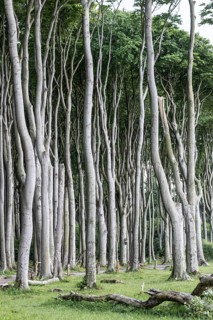 Beech forest (Fagus sylvatica), Ghost Forest Nienhagen, Mecklenburg-Western Pomerania, Germany