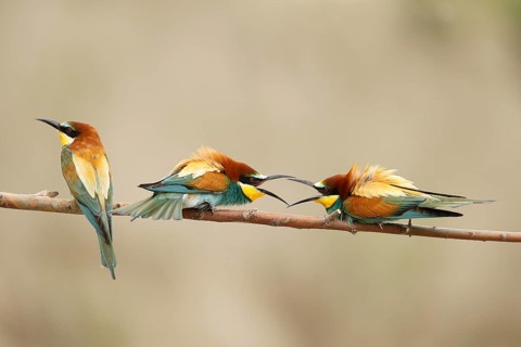 European Bee-eater (Merops apiaster), Piedmont, Italy