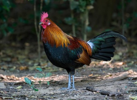 Red Junglefowl (Gallus gallus) male, Kaeng Krachan, Thailand