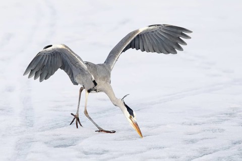Grey Heron (Ardea cinerea), Berlin, Germany