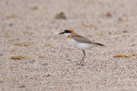 Greater Sand Plover (Charadrius leschenaultii) male, Oemnoe Gobi, Mongolia