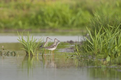 Spotted Redshank & Spotted Redshank (Tringa erythropus & Tringa nebularia), Schleswig-Holstein,