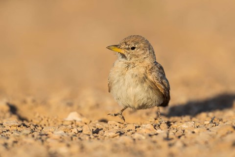 Desert Lark (Ammomanes deserti), Eilat, Israel