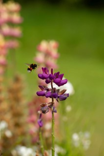 Buff tailed bumblebee (Bombus terrestris) adult bee flying towards a Lupin garden flower in summer,