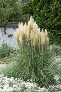 Pampas grass (Cortaderia selloana 'Pumila'), Planten un Blomen Park, Germany