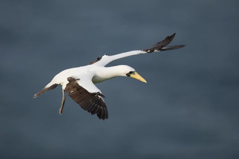 Masked Booby (Sula dactylatra tasmani) flying, Norfolk Island