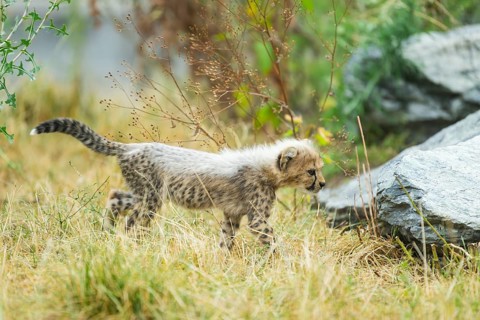 Cheetah (Acinonyx jubatus) youngster walking on a meadow, captive, occurrence Africa