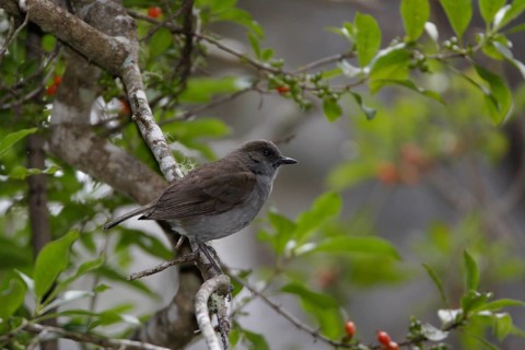 Photographed on the Island of Hawaii.Endemic to the Island of Hawaii