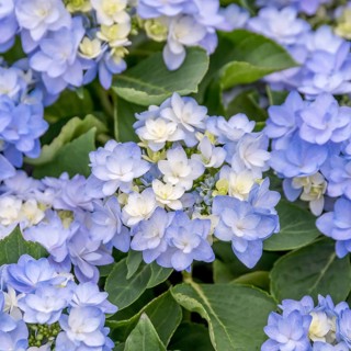 Garden hydrangea (Hydrangea macrophylla ROMANCE - blue), Plantarium 2016, Netherlands