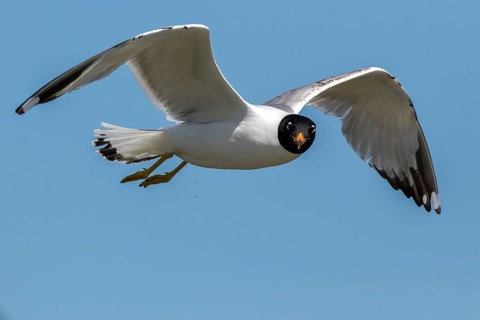 Pallas's Gull (Ichthyaetus ichthyaetus) flying, Romania