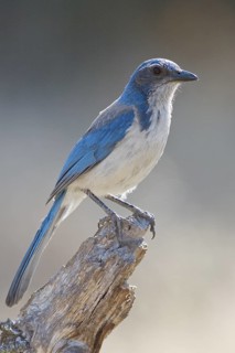 A Western Scrub-Jay (Aphelocoma californica) perched on the stub end of a dead limb at Ancil