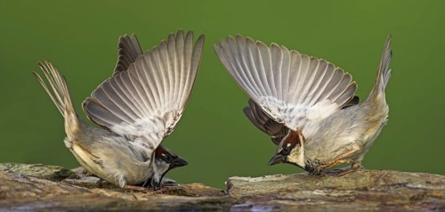 House Sparrow (Passer domesticus) male, Germany