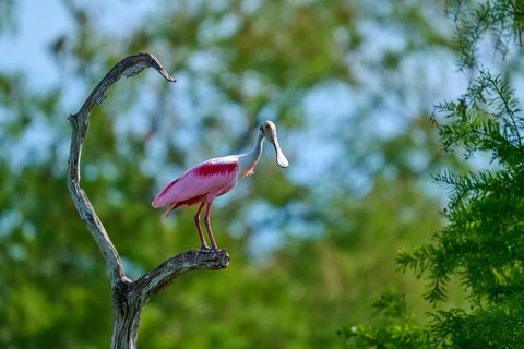 Roseate spoonbill sitting on a gnarled branch, surrounded by green trees and blue sky, roseate