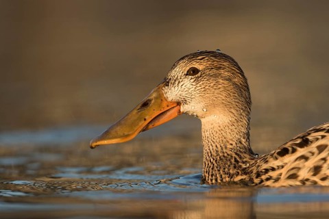 Northern Shoveler (Spatula clypeata) female, Baden-Wuerttemberg, Germany