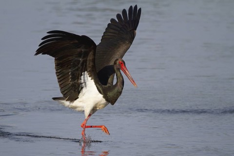 Black Stork (Ciconia nigra), Greece