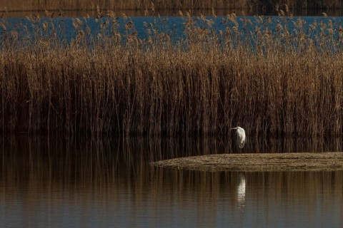 Great Egret (Ardea alba), resting on marsh, Galicia, Spain