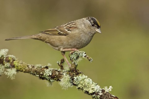 Golden-crowned Sparrow (Zonotrichia atricapilla), British Columbia, Canada