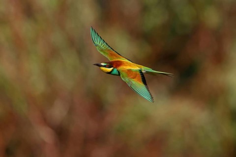 Bee-eater, (Merops apiaster), flight photo, Tiszaalp-r, Kiskuns-gi National Park, B-cs-Kiskun,