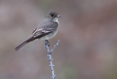 Western Wood-Peewee (Contopus sordidulus)