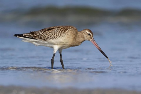 Bar-tailed Godwit (Limosa lapponica), Mecklenburg-Western Pomerania, Germany