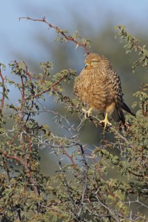 Greater Kestrel (Falco rupicoloides), Northern Cape, South Africa