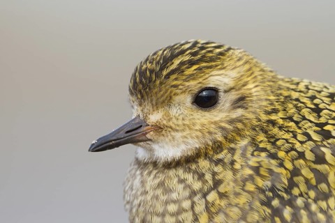 European Golden Plover (Pluvialis apricaria), Schleswig-Holstein, Germany