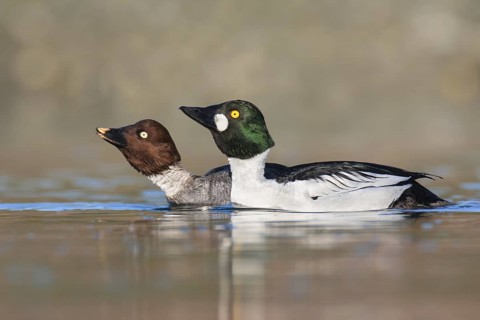 Common Goldeneye (Bucephala clangula) pair courting, British Columbia, Canada
