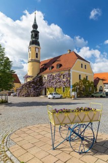 Town hall on the market square with blue rain (Wisteria) in bloom, Weißenberg, Saxony, Germany