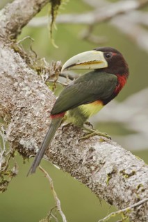 Ivory-billed Aracari (Pteroglossus azara), Ecuador