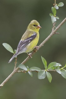 American Goldfinch (Spinus tristis) female, Ontario, Canada