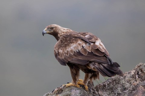 Golden eagle (Aquila chrysaetos), on rock, Extremadura, Spain