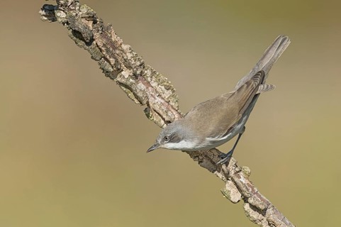 Lesser Whitethroat (Sylvia curruca) perched on a branch, Aosta Valley, Italy