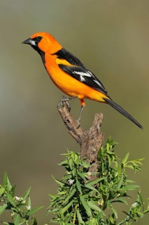 Altamira Oriole (Icterus gularis), Texas, USA