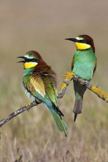 European Bee-eater (Merops apiaster), Madrid, Spain